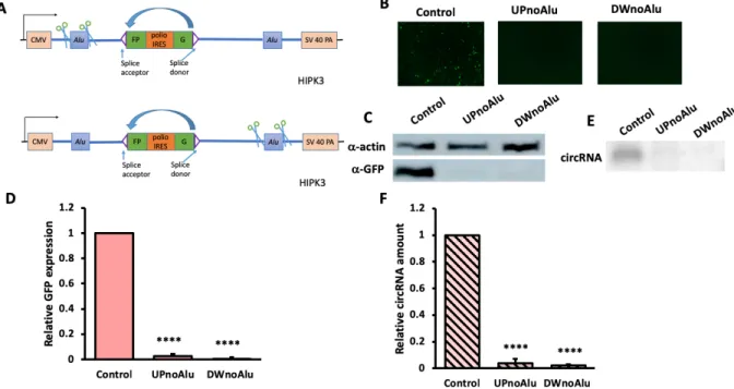 Figure 2. Deleting Alu sequences on each side of exon drastically decreased circularization  and GFP expression