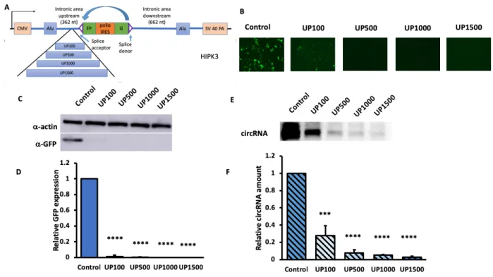 Figure 3. Increasing upstream Alu-exon distance drastically decreased circularization and  expression efficiency
