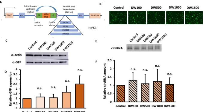 Figure 5. Increasing downstream Alu-exon distance did not significantly affect 