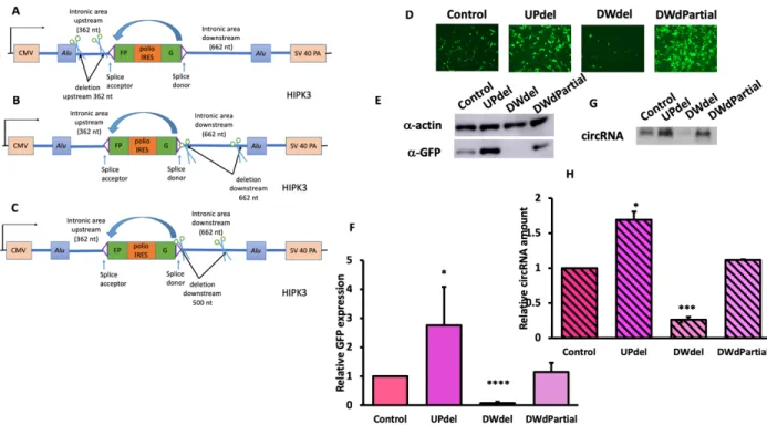Figure 6. Decreasing intronic distance on two sides of exon had different effects. Constructs  were transfected into HEK293 cells, and were harvested four days after