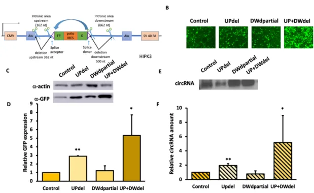 Figure 7. Combining upstream and downstream deletion significantly increased GFP  expression
