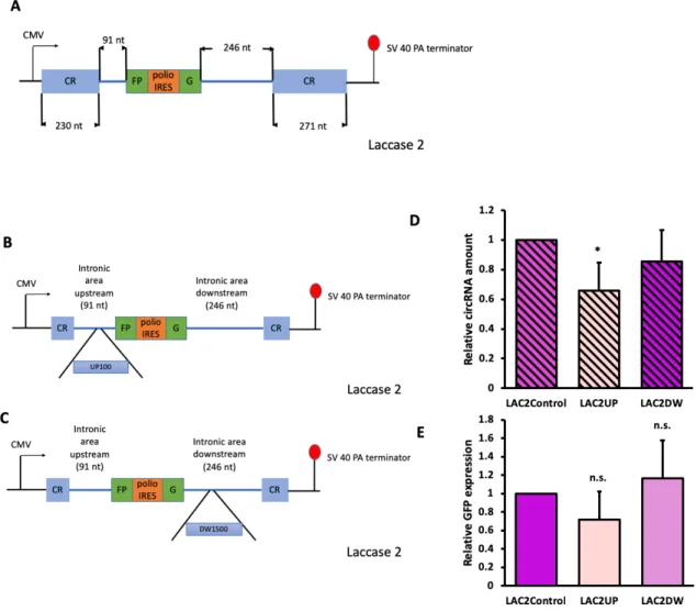 Figure 8. Engineered laccase 2 constructs had similar but less significant effect. Constructs  were transfected into HEK293 cells, and were harvested four days after