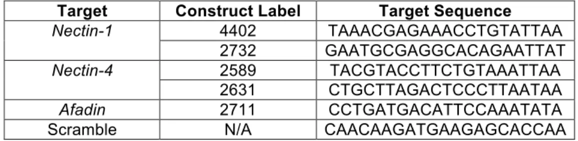 Table 1. Target sequences form hairpin loop structures to induce the endogenous RNAi  pathway to knockdown target genes