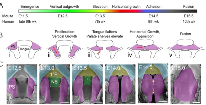 Figure 1. Mammalian palatogenesis occurs during embryonic development and requires complex  morphogenic events