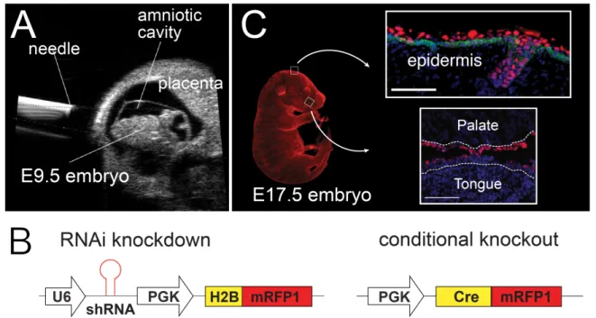 Figure 3. LUGGIGE is an efficient method to transduce embryos during development and  knockdown proteins of interest