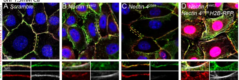 Figure 6. Loss of one or more nectins causes aberrant and diminished localization of adherens  junction components