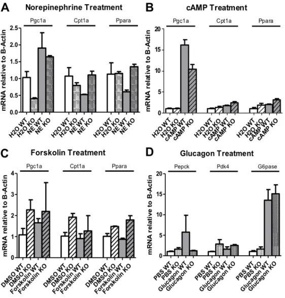 Figure 4. Hormone Treatment Gene Expression (Experiment 2) 