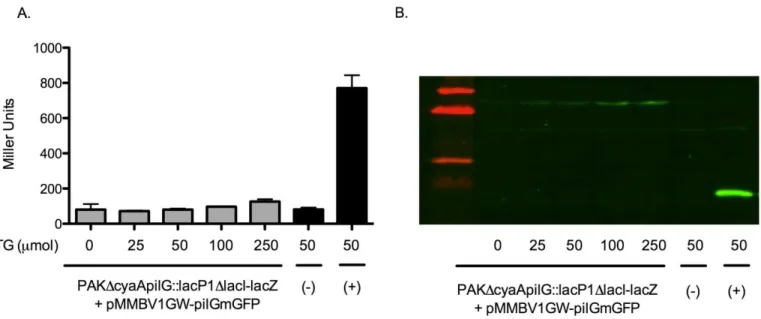 Figure  2A.  B-galactosidase  activity  across  an  IPTG  induction  gradient  to  test  PilGmGFP  functionality