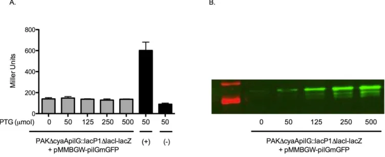 Figure  3A.  B-galactosidase  activity  across  an  IPTG  induction  gradient  to  test  PilGmGFP  functionality