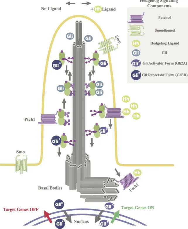 Figure 1. Schematic Representation of the Ultrastructure of the Primary Cilium  and Hedgehog Signaling 