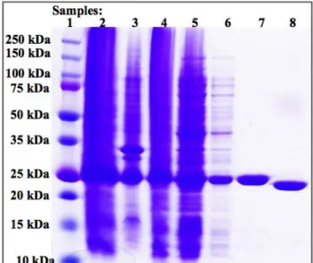 Figure 6. Mouse Crescerin1 TOG 4 (1528-1776) Successfully Expressed and  Purified  
