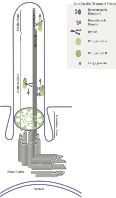 Figure 1. Schematic Representation of the Ultrastructure of the Primary Cilium  and Hedgehog Signaling 