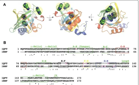 Figure 6 Positions of other histamine-binding sites and alignment of the tick Ra-HBP2 (PDB: 1QFT) and the butterfly BBP (PDB: 1BBP).The representative predicted positions (A) for the third histamine-binding site (encircled yellow) while bound to the first 
