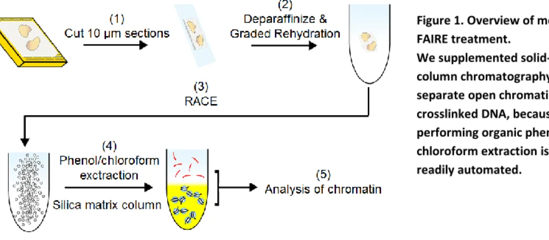 Figure 1. Overview of modified  FAIRE treatment.  