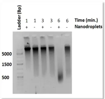 Figure 2. Fragmentation of DNA from intact blood cells using  a Branson low frequency ultrasonic water bath