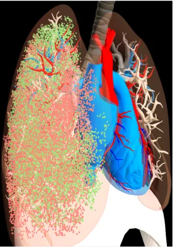 Figure 1.2: We show the points reachable in a human lung model by a concentric tube robot (deployed near the base of the primary bronchus) under two different designs in red and green