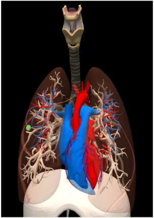 Figure 6.1: A screenshot of the experimental setup. In this image, we can see the concentric tube robot being deployed at the base of the primary bronchus with the objective of  reach-ing physician-specified goal regions within the lung without collidreach