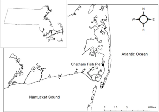 Figure	 1.	 Study	 site,	 Chatham	 Fish	 Pier	 in	 Chatham,	 Massachusetts.	 Samples	 were	 collected	in	June	2013	at	a	sandbar	haul	out	site	near	the	pier.