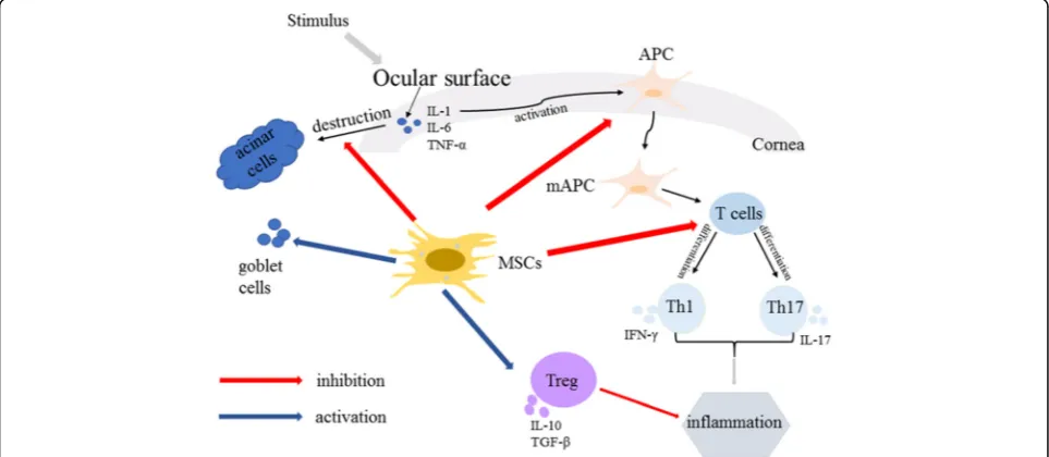 Fig. 1 The mechanisms of autoimmune dacryoadenitis and MSC treatment for it. Both the innate and adaptive immune systems participate in thepathogenesis of autoimmune dacryoadenitis, which occurs when the ocular surface is stimulated by various factors