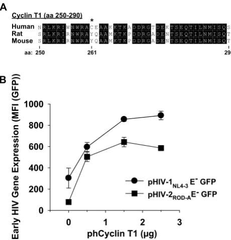 Figure 8cells boosts early HIV gene expressionTransient expression of human Cyclin T1 in primary rat T-Transient expression of human Cyclin T1 in primary rat T-cells boosts early HIV gene expression