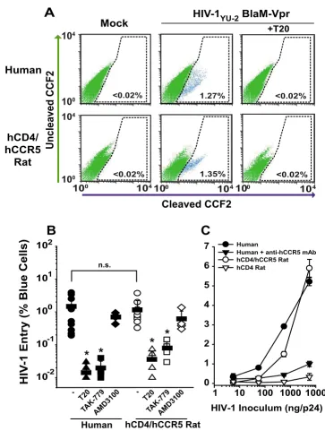 Figure 2Transgenic expression of hCD4 and hCCR5 efficiently overcomes the HIV-1 entry block in primary rat T-lymphocytesTransgenic expression of hCD4 and hCCR5 efficiently overcomes the HIV-1 entry block in primary rat T-lym-phocytes