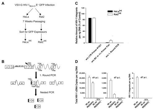 Figure 4Establishment and validation of a real-time PCR for HIV-1 integrants in rat cellsEstablishment and validation of a real-time PCR for HIV-1 integrants in rat cells
