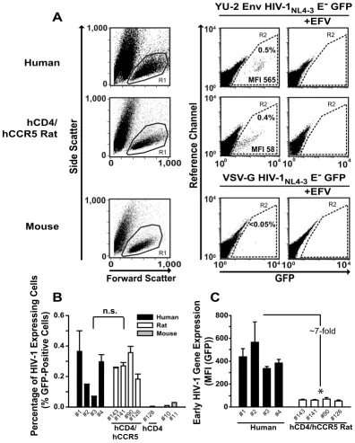 Figure 6Activated primary rat T-cells exhibit a profound block to HIV-1 replication at the level of early HIV-1 gene expressionActivated primary rat T-cells exhibit a profound block to HIV-1 replication at the level of early HIV-1 gene expression