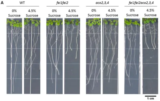 Figure 6. aco2,3,4fei1fei2 root swelling is not enhanced compared to fei1fei2. A. Root length was imaged after four  days on experimental media