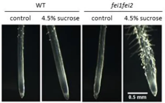 Figure 3.  fei1fei2 root swelling compared to the wild-type (wt) Columbia-0 (Col-0) plant