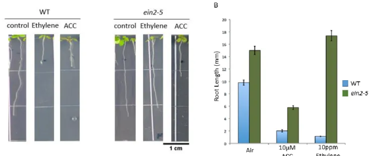 Figure 5. ein2-5 roots are sensitive to ACC application but not ethylene, suggesting that ACC signals independently  of ethylene