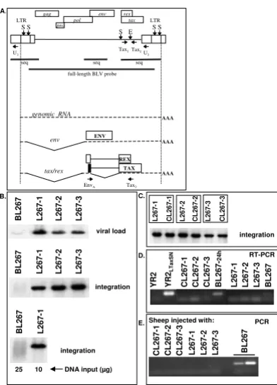 Figure 2pletely suppressed in the the co-existing malignant lymphoma B-cellsSheep S267: non-transformed blood-derived B-cells carry a potentially active provirus while virus and Tax expression are com-Sheep S267: non-transformed blood-derived B-cells carry
