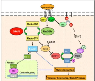 Figure 1: A schematic representation of SMC  contractility and blood pressure regulation by the  Ca 2+  - calmodulin pathway and RhoA pathway 