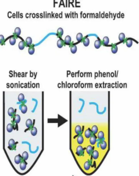 Fig.  1:  The  FAIRE  technique  makes  it  possible  to  isolate  “open”  or  transcriptionally  active  regions  of  chromatin  that  are  associated  with  gene regulation 3 