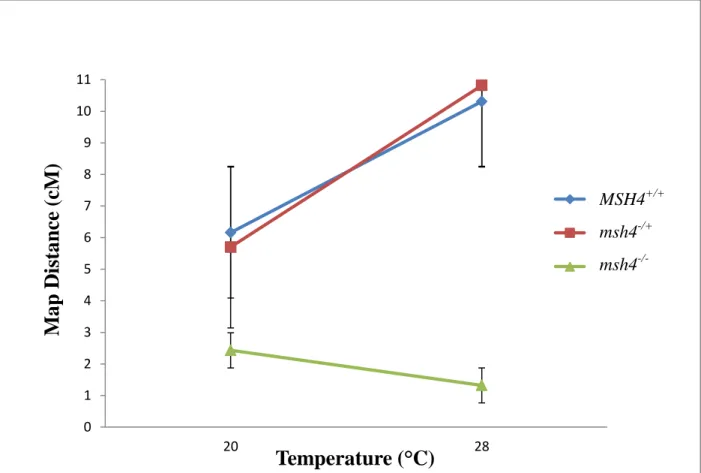 Figure 4. Relative change in map distance between FTs indicative of change in CO frequency  that was observed in AtMSH4 +/+ , Atmsh4 +/-  and Atmsh4 -/-  plants in between 20°C and 28°C.