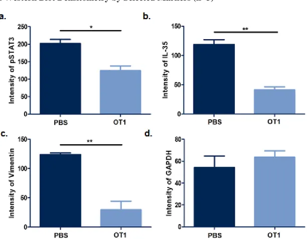 Fig. 2. Western Blot Densitometry by Selected Markers (n=3) 