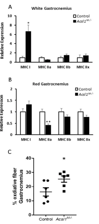 Figure 2. mRNA expression of MHC isoforms and fiber typing via SDH staining. Acsl1 deletion 