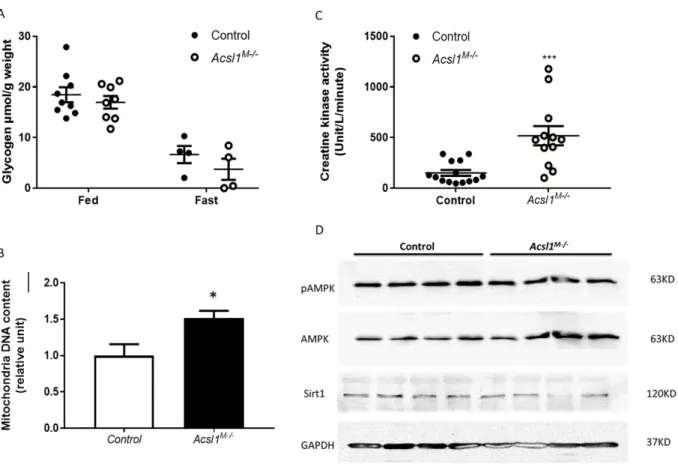 Figure 3. Glycogen content, creatine kinase activity, SIRT1 and AMPK protein expressions