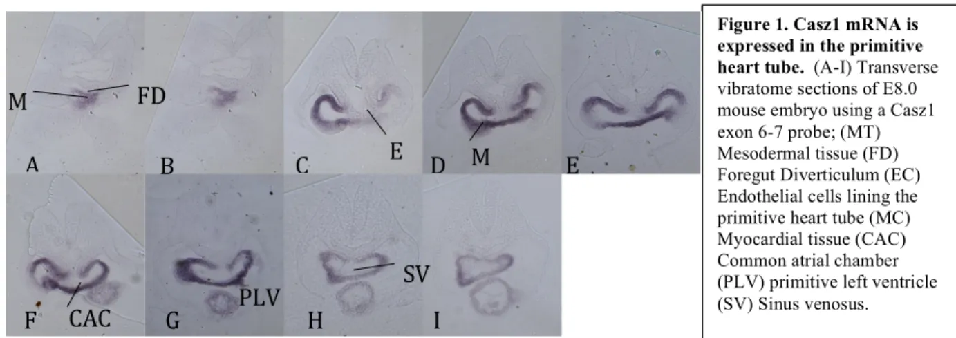 Figure 1. Casz1 mRNA is  expressed in the primitive  heart tube.  (A-I) Transverse  vibratome sections of E8.0  mouse embryo using a Casz1  exon 6-7 probe; (MT)  Mesodermal tissue (FD)  Foregut Diverticulum (EC)  Endothelial cells lining the  primitive hea