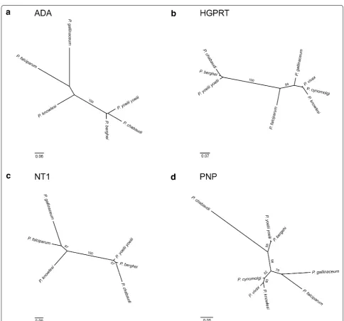 Fig. 2 Phylogeny of Plasmodium spp. based on the amino acid sequences of a adenosine deaminase (ADA), b hypoxanthine–guanine phospho-ribosyl transferase (HGPRT), c nucleoside transporter 1 (NT1), and d purine nucleoside phosphorylase (PNP)