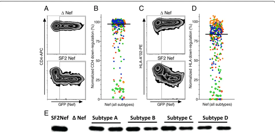 Figure 2 Function and Nef expression of patient-derived HIV-1 Nef clones.of surface CD4 (y-axis) and green fluorescent protein (GFP, x-axis), a marker of Nef-transfected cells, in control experiments