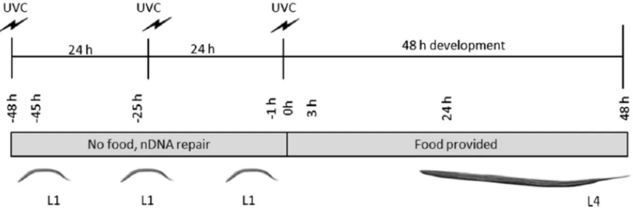 Figure 2. Schematic of UVC exposure protocol (adapted from Leung et al., 2013). 