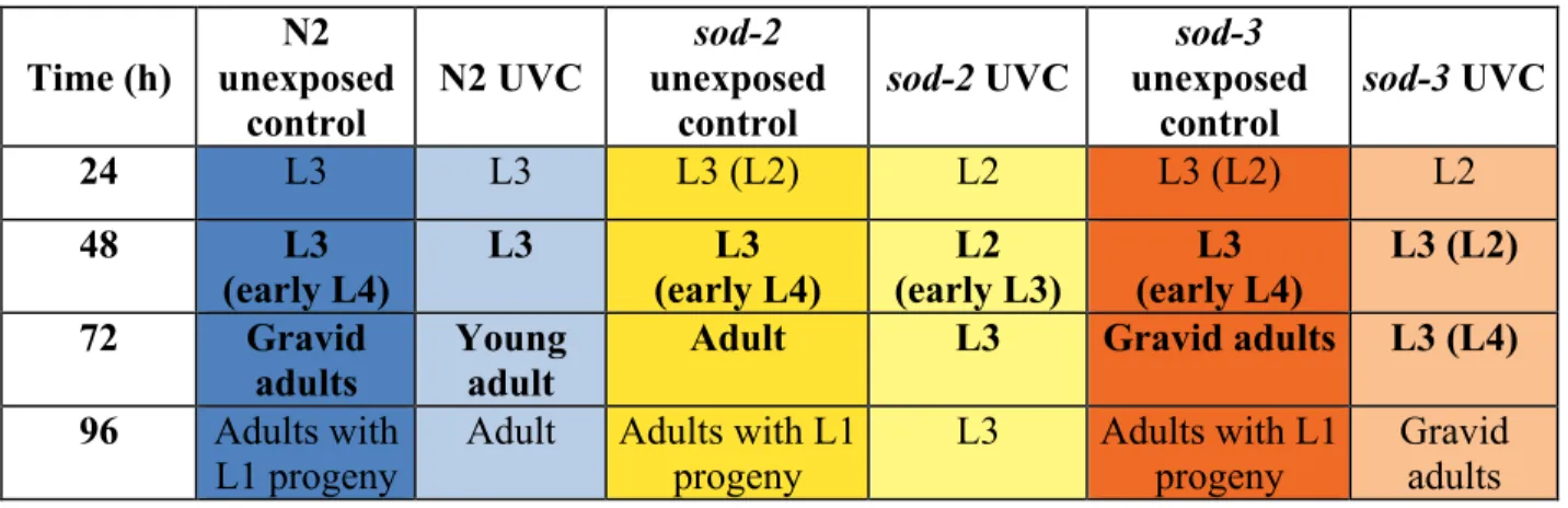 Table 1. Average larval development stages for N2, sod-2, and sod-3 (n = 24) at 24, 48, 72,  or 96 h after the last UVC exposure