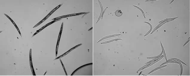 Figure 3. Examples of the microscopy images as used for growth measurements 