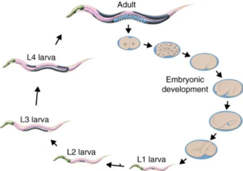 Figure 1. Developmental progression in C. elegans (10). 