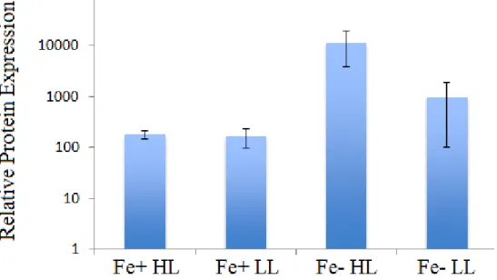 Figure 6. Rhodopsin protein expression (protein expression analysis was performed by Dr