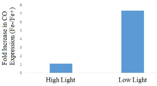 Figure 9. Carotenoid oxygenase transcript expression relative to iron status. 