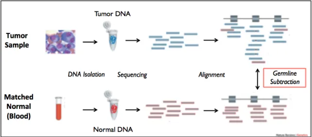 Figure 1.  Tumor-germline sequencing workflow. Germline variants derived from  normal tissue are typically subtracted out from tumor sequences in order to identify  somatic mutations, thus negating the possibility of discovering germline mutations