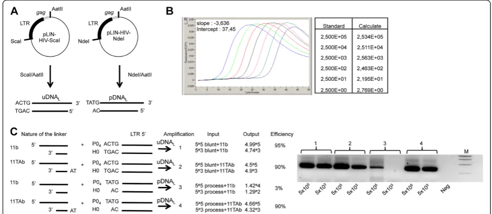 Figure 1 Quantification of linear viral DNA. (A) Plasmids pLIN-HIV-ScaI and pLIN-HIV-NdeI are depicted