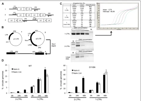Figure 2 Quantification of 1-LTRc. (A) Possible amplifications from the various substrates found in infected cells with primers used for 1-LTRcquantification