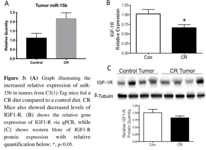 Figure  3:  (A)  Graph  illustrating  the  increased  relative  expression  of    miR-15b in tumors from C3(1)-Tag mice fed  a  CR diet compared to a control diet 